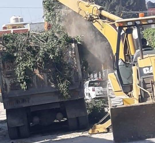 Corta y destruye árboles el Ayuntamiento de #Tepeaca.