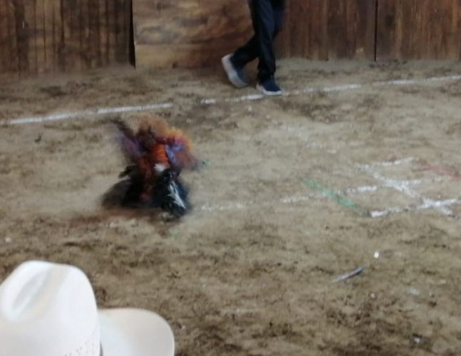En plena contingencia pelea de gallos clandestina.
