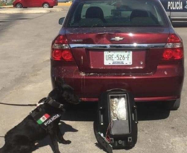 PRETENDÍA LLEVAR DROGA A COZUMEL; UNIDAD CANINA MUNICIPAL LO CAPTURA.
