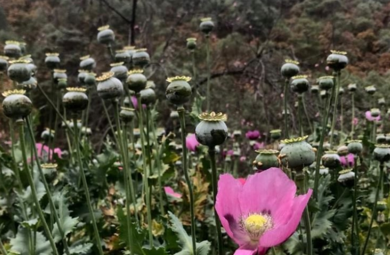 Aumentó el kilo de goma de amapola en la sierra a 10 mil el kilo.