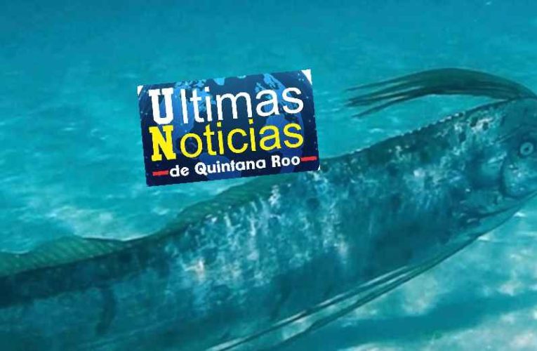 Capturan a un pez remo en Cozumel; presagio de terremotos y maremotos!!