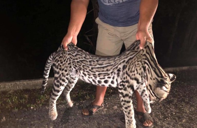 VERGONZOSO Y COBARDE ACTO DE BETO SALINAS, ATROPELLÓ Y MATÓ A FELINO.