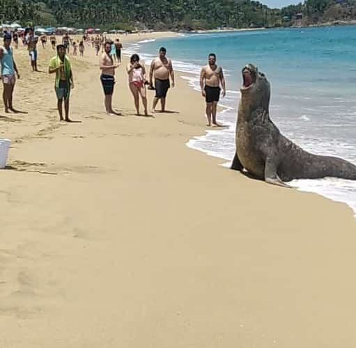 Causa asombro elefante Marino en playas de Nayarit.