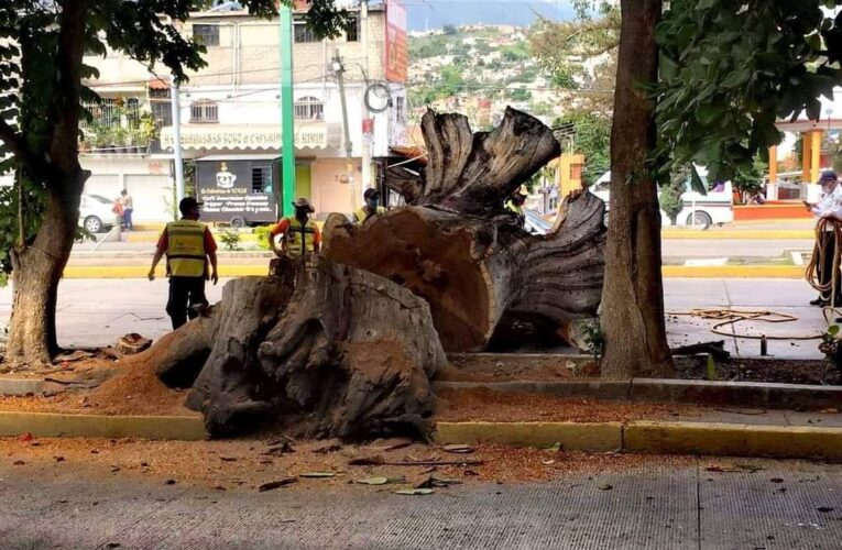 Más allá de creencias religiosas y apariciones, en los últimos 50 años; destruye el alcalde Antonio Gaspar, una gigantesca parota.