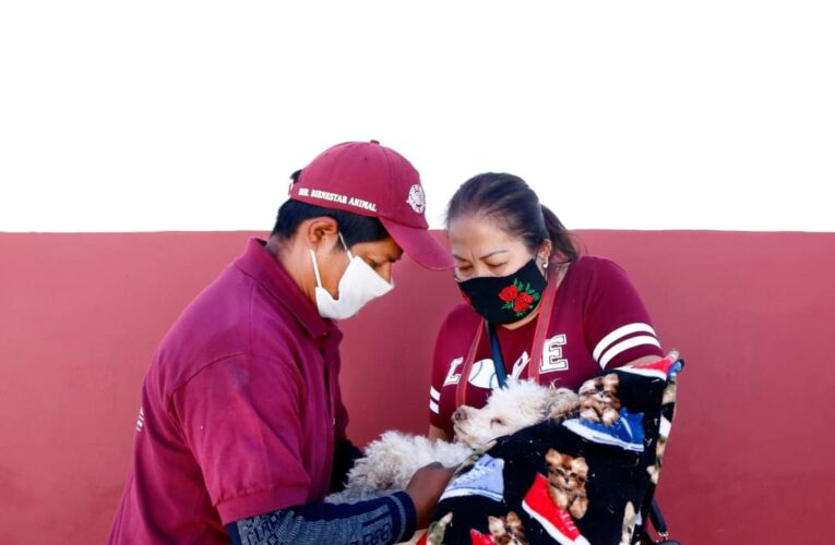 continúa realizando campañas de esterilización gratuitas animal; el Ayuntamiento de San Andrés Cholula.