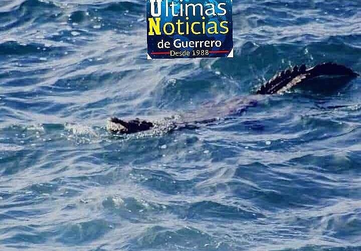 Autoridades a la caza de un cocodrilo en playas de Acapulco.