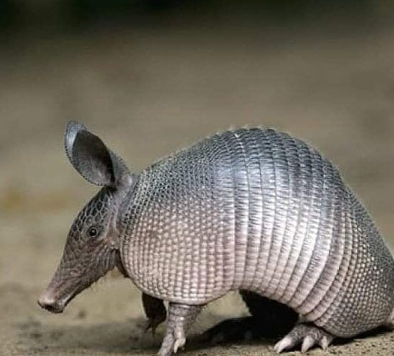 El consumo y caza de armadillos está ligado al contagio de lepra.