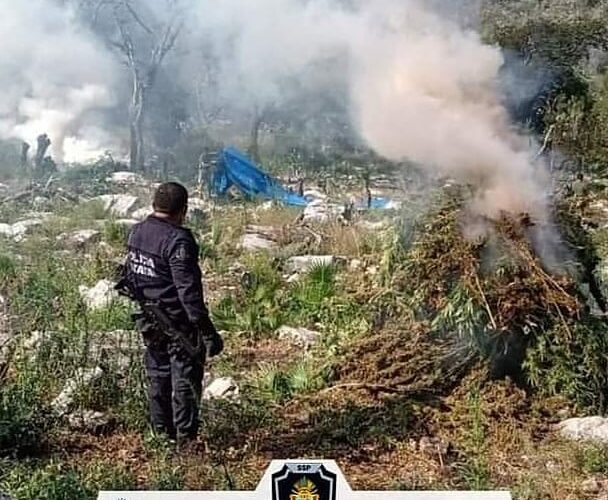Asegura la Policía Estatal, SEDENA y GN un plantío de marihuana en Taxco de Alarcón.