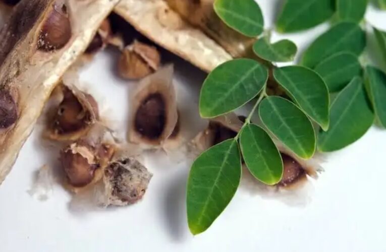 MORINGA EL ÁRBOL DE LA VIDA!!