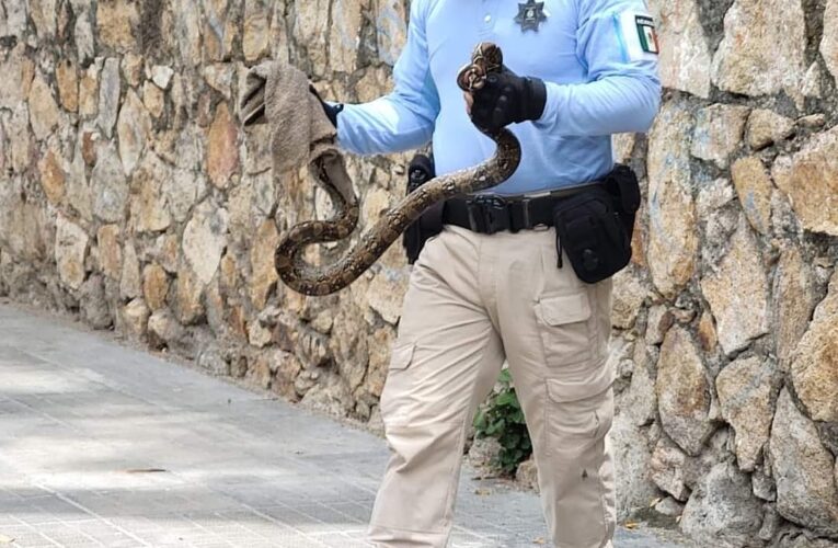 Capturan víbora en banqueta de la Costera en Acapulco.
