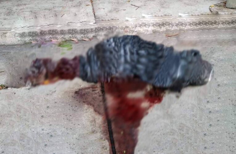 LOCALIZAN EL CADÁVER DE UN HOMBRE EN CÉNTRICA COLONIA DE ACAPULCO.