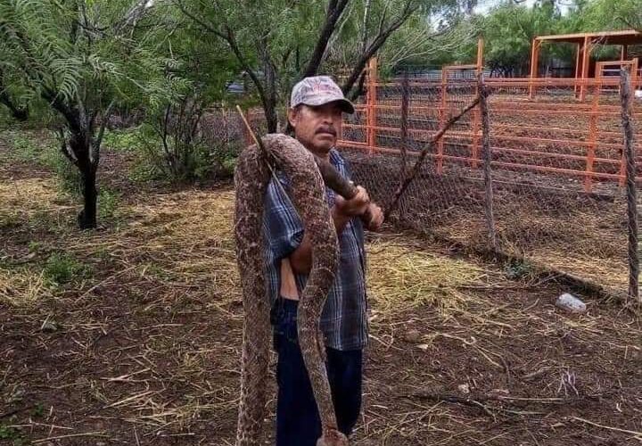 Se encuentran con serpiente descomunal en Montemorelos, Nuevo León