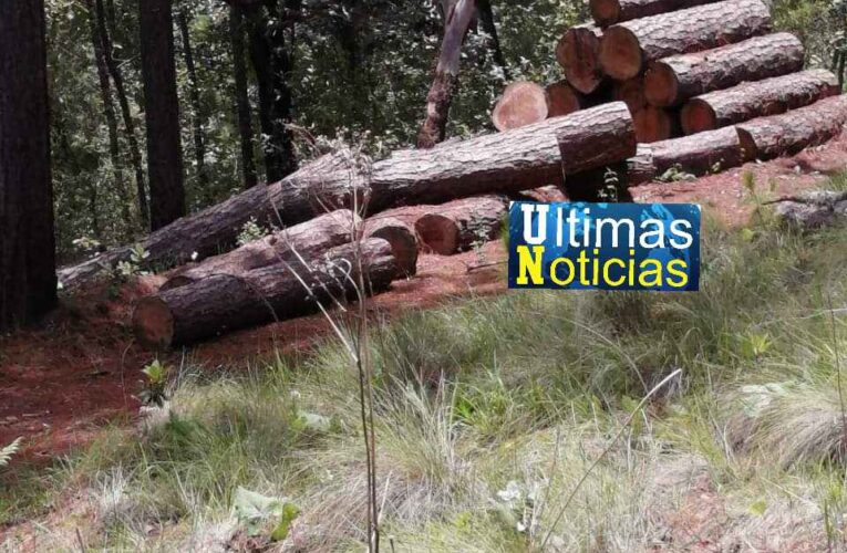 Sicarios y Profepa destruyen y saquean bosques en la sierra de Guerrero, piden la intervención de AMLO.