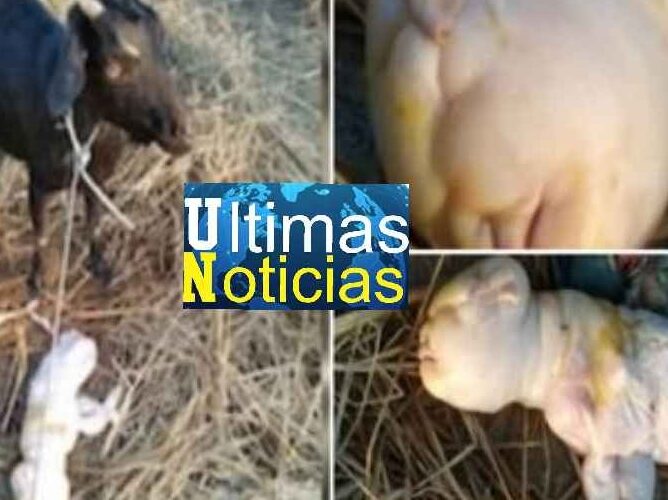 Cabra da a  luz a cría con cara humana.