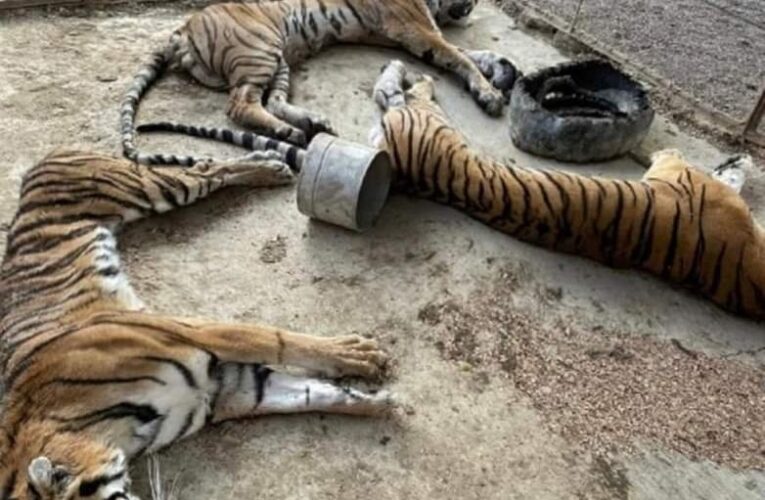 Fiscalía de Guerrero incautó Tres Tigres de Bengala para dejarlos morir de hambre