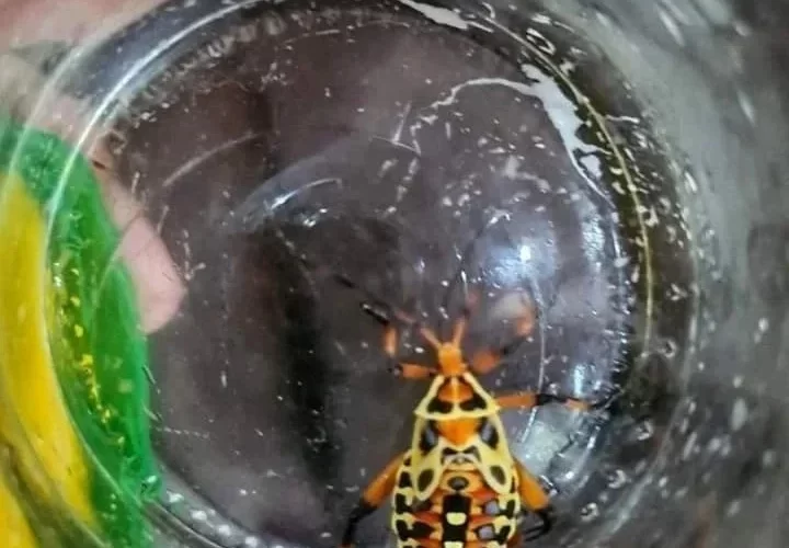 El insecto que produce el mal de chagas cuidado  ‼️