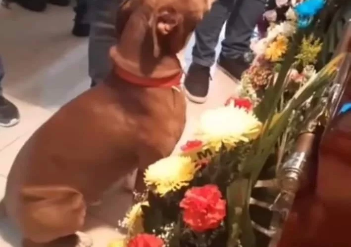 Un perro acude al funeral de su dueño, para despedirse de él.