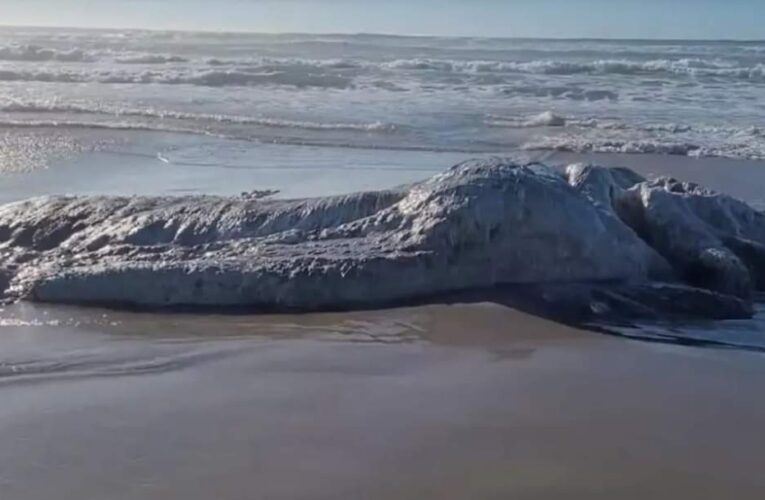 Hallan el c4dáv3r de un gigante y peludo animal en una playa de Estados Unidos.