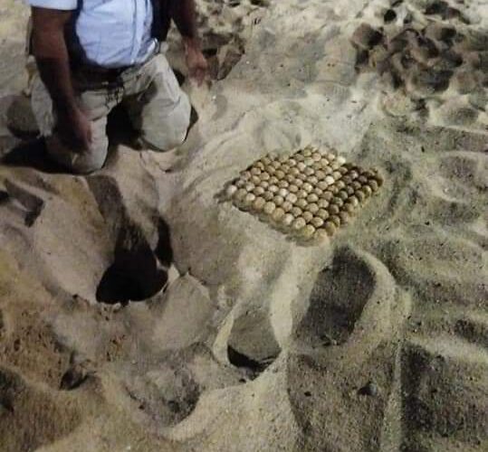 Recolecta Policía Turística de Acapulco, 606 huevos de tortuga durante una semana
