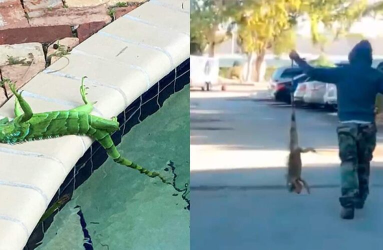 Alertan en Florida, por iguanas congeladas por el intenso frío.
