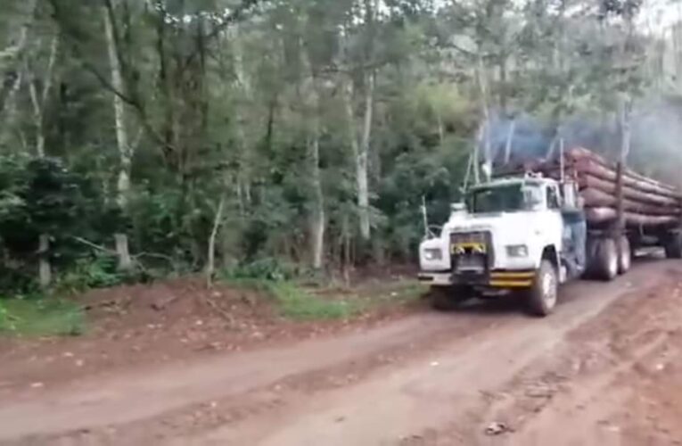 Denuncian tala “clandestina” de árboles en cerros del poniente de Chilpancingo