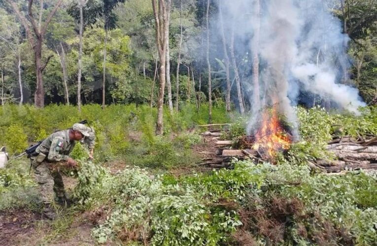 ‼️DESTRUYE EJÉRCITO 3 NUEVOS PLANTÍOS DE HOJA DE COCA EN SIERRA DE ATOYAC!!