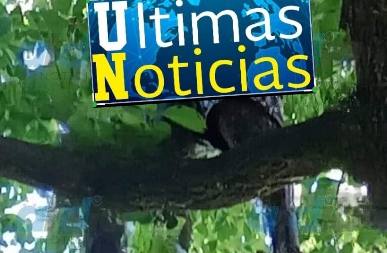 Localizan el cuerpo de un hombre, en estado de putrefacción, colgado de un árbol!!