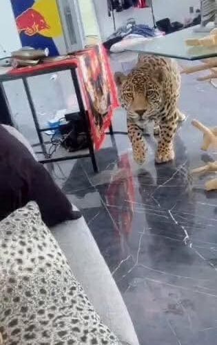 Presumía vida de lujos y a su jaguar en redes sociales; ahora enfrenta cargos por intento de hom1cid10 