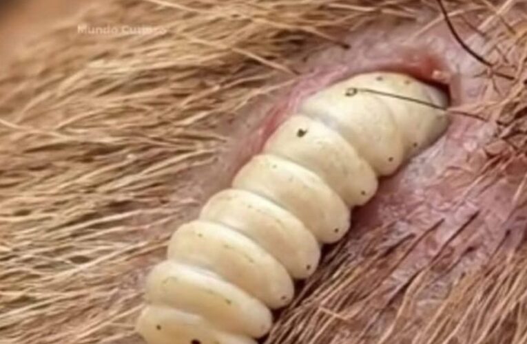 Alerta!!  primeros casos de gusano barrenador en Chilpancingo!!!